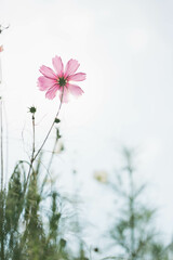 透過光が綺麗なコスモス