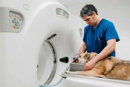 Veterinary doctor preparing dog for tomography examination in cl