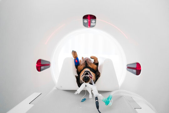 Dog lying on table in tomography machine in veterinary clinic