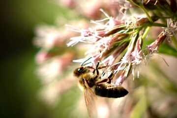bee on a flower