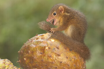 A young Javan treeshrew eating ripe soursop fruit that fell to the moss-covered ground. This rodent mammal has the scientific name Tupaia javanica.