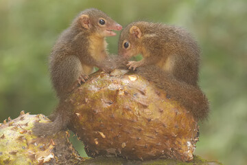 Two young Javan treeshrews eating ripe soursop fruit that fell to the moss-covered ground. This...