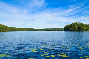 on a lake in Sweden in Smalland. Water lily field, blue water, sunny sky, forests