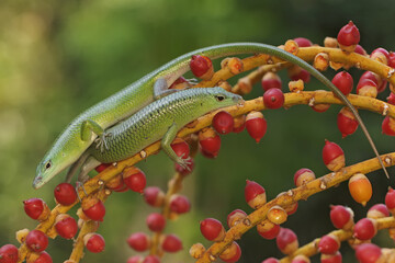 A pair of emerald tree skinks are looking for prey in a palm grove. This reptile has the scientific...