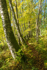 Obraz premium Footpath in a birch forest with autumn colors