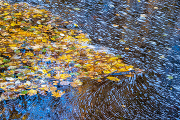 Colorful autumn leaves floating on the water