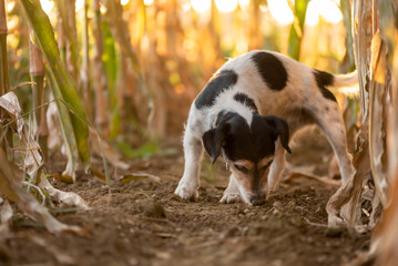 Cute disobedient Jack Russell Terrier Dog has escaped and is following a lead in the maize field in autumn.