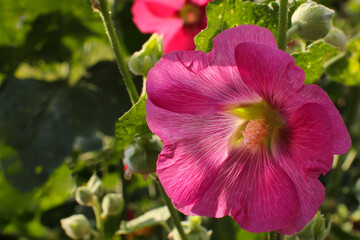 Mallow flower in the garden