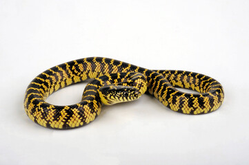 Brooks' kingsnake // Brooks Königsnatter (Lampropeltis getula brooksi)