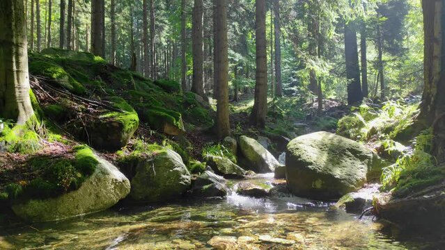 rocky river flowing through a green forest in summer sunny day. beautiful forest, flowing river, green leaves, mossy rocks. natural sound