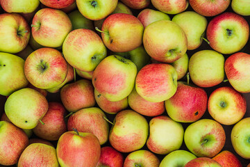 red ripe apples as a background, a lot of apples after harvest, autumn background, apple tree
