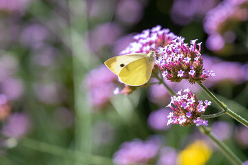 Schmetterling © codo97