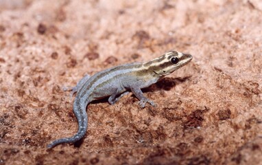 A grey lizard with a yellow head