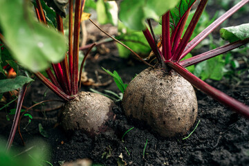 two beets grew in the open ground in the garden