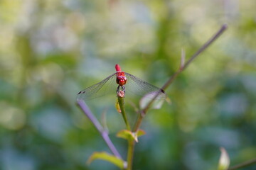 カメラ目線のショウジョウトンボ