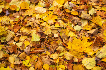 Beautiful Golden autumn