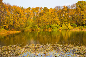 An abandoned pond in the autumn forest