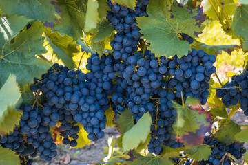 Close-up of juicy ripe tasty blue wine grapes on the vine in a vineyard in Rheinhessen/Germany - obrazy, fototapety, plakaty