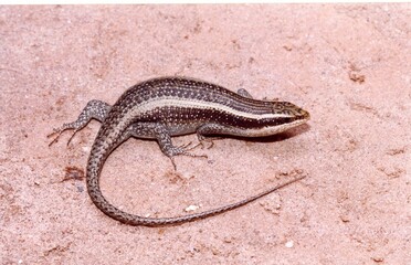 A closeup of black and white lizard on sand