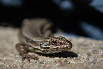 Lézard en gros plan