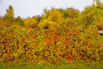 Fototapeta premium Beautiful Golden autumn
