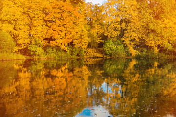 Beautiful Golden autumn with wild pond