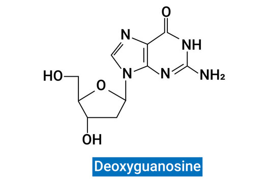 Deoxyguanosine is composed of the purine nucleobase guanine linked by its N9 nitrogen to the C1 carbon of deoxyribose.