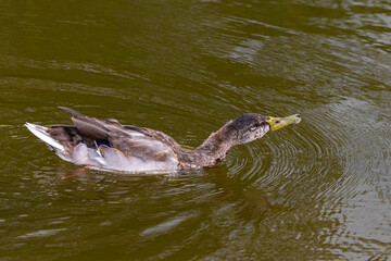 mallard duck swimming on the surface of a pond