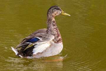 mallard duck swimming on the surface of a pond