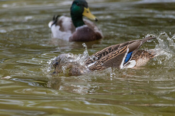mallard duck butt up looking for food underwater