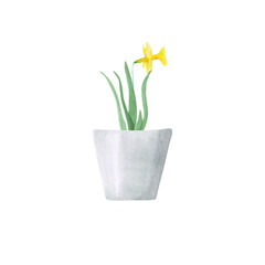 Watercolor potted narcissus isolated on a transparent background. Hand-drawn jonquil flower in a pot. Botanical illustration. Greenery clipart. Home plant print. Pothos flower. Home garden object.