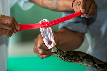 People show Python's sharp teeth how dangerous the snake is if Thailand Pattaya bite Thailand