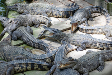 A farm for breeding crocodiles for slaughter for meat somewhere in Thailand where you can also try...