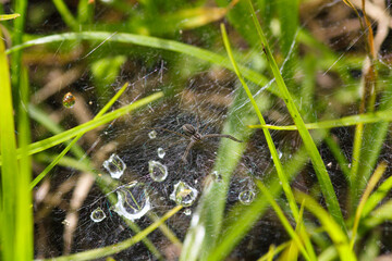 Wolf Spider On Dew Grass Web (Lycosidae sp.), Betty's Bay, South Africa