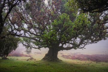 Obraz premium Misty foggy morning in the Fanal forest. Madeira island, Portugal. October 2021