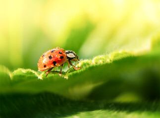 Ladybug on a leaf in macro