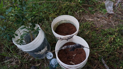 seedlings in buckets for a tree planting project in the community of Anse a Pitres in Haiti in the...