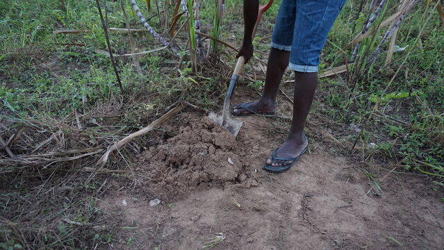 a volunteer digging a planting hole in order to plant a tree in the community of Anse a Pitres in Haiti in the month of January 2022