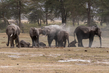 Fototapeta premium Beautiful portrait of a group of elephants taking showers of dirt and mud in the Amboseli national park in Kenya, Africa