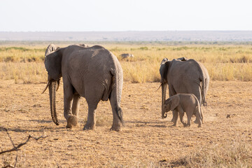 Fototapeta premium Beautiful portrait of two elephants and their baby in the Amboseli national park in Kenya, Africa