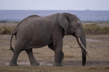 Fototapeta na wymiar Beautiful profile portrait of an elephant walking through the Amboseli national park in Kenya, Africa