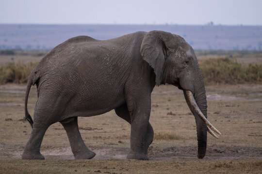 Beautiful profile portrait of an elephant walking through the Amboseli national park in Kenya, Africa