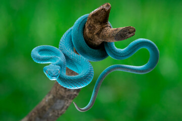 Blue white lipped Island pit viper Trimeresurus insularis clinging on a branch 