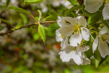 blooming apple tree in the garden
