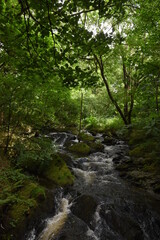 Fototapeta na wymiar the waterfall at hafod estate