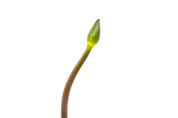 Water lily bud and stem closeup isolated on white background