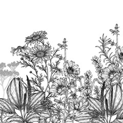Vector illustration of medicinal plants in engraving style. Linear graphic chamomile, chicory, clover, lavender, plantain, valerian