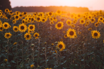 Soft focus. A beautiful field of blooming sunflowers against a background of blurred golden sunset...