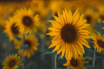 Naklejka premium Soft focus. A beautiful field of blooming sunflowers against a background of blurred golden sunset light. Harvest of sunflower, sunflower seeds, sunflower oil.