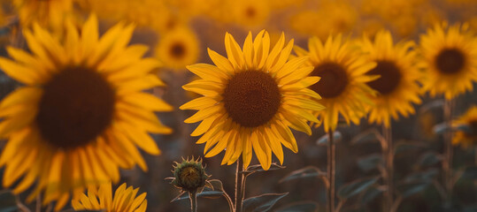Soft focus. A beautiful field of blooming sunflowers against a background of blurred golden sunset light. Harvest of sunflower, sunflower seeds, sunflower oil.